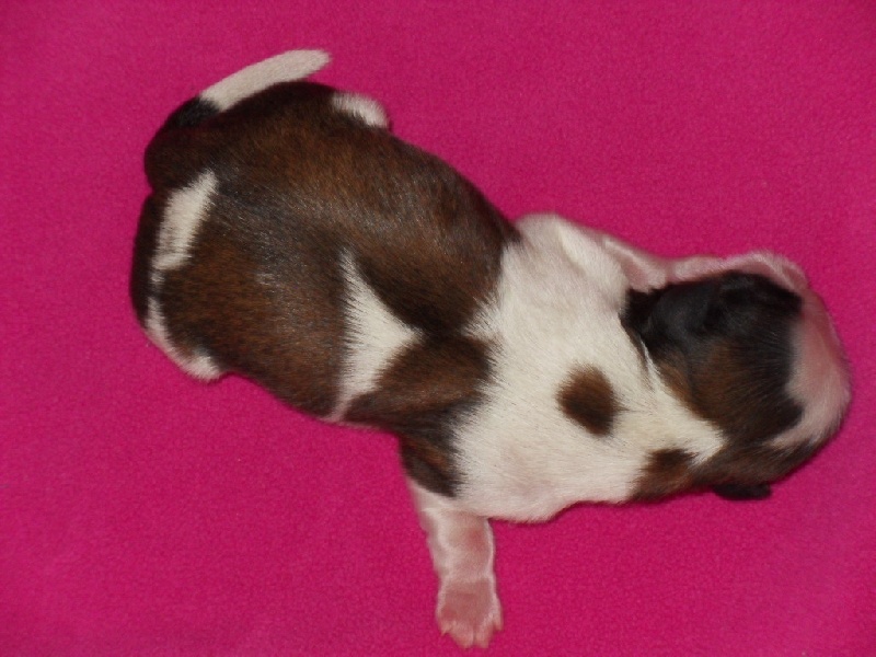 méli mélo photo chiot